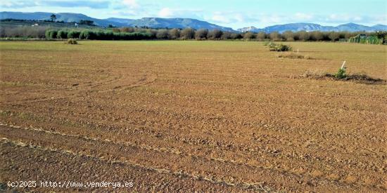 PORCION DE TIERRA DE HUERTA EN LA MASÓ, PARTIDA Y PARAJE CAM D'EN BOU - TARRAGONA