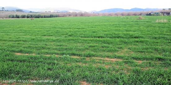 PORCION DE TIERRA DE HUERTA EN LA MASÓ, PARTIDA Y PARAJE CAM D'EN BOU - TARRAGONA