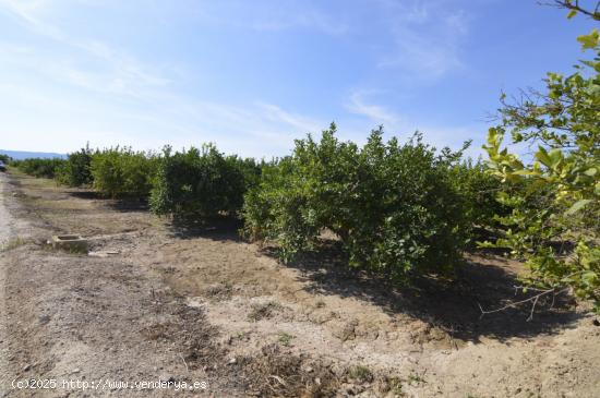  Terreno rústico agrario de 5.427m2 en la zona Vereda Los Cacheros en Santomera, Murcia. - MURCIA 