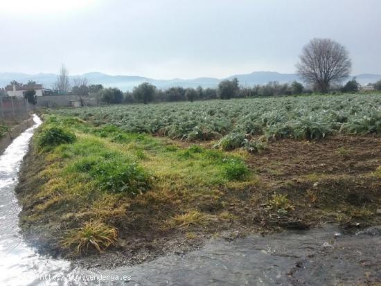 OportUnidad Finca Rústica Pago del Zaidín!!! - GRANADA