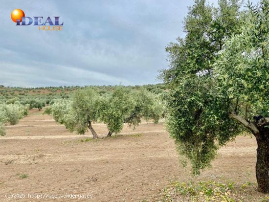 Fincas de Olivos en producción - JAEN