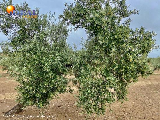 Fincas de Olivos en producción - JAEN