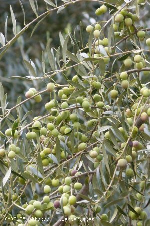 Finca para invertir en Jaén (Jaén)