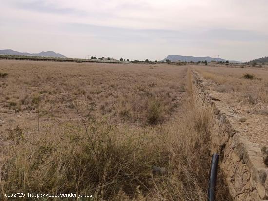 VENTA DE PARCELA EN LA ROMANA (ALICANTE) - ALICANTE