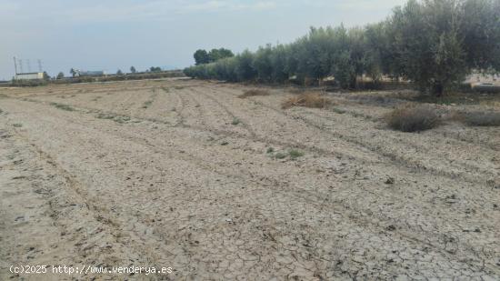  Terreno de Regadío - La Ñorica, Totana - MURCIA 