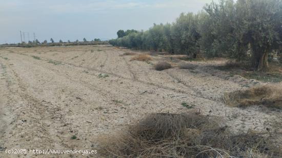 Terreno de Regadío - La Ñorica, Totana - MURCIA