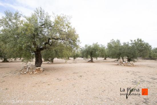 FINCA  ROSSEC  EN VENTA EN GODALL (TARRAGONA) - TARRAGONA