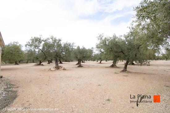 FINCA  ROSSEC  EN VENTA EN GODALL (TARRAGONA) - TARRAGONA