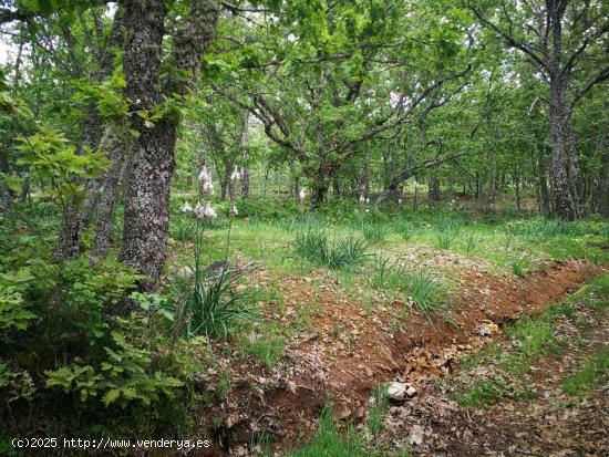 Finca de 54,5 hectareas con vivienda tipo cabaña africana - CACERES