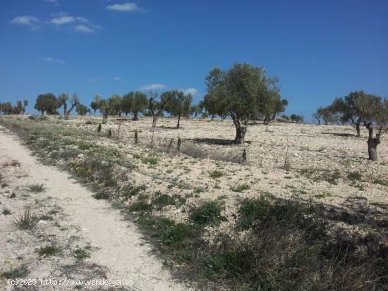  PARCELA RUSTICA EN SAX VALLADA - ALICANTE 