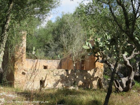 Finca rústica con casas  y dependencias agrarias para reforma integral - BALEARES