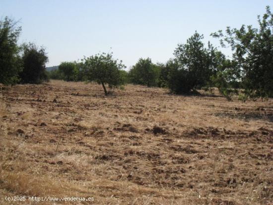 Terreno rústico en venta Bunyola - BALEARES