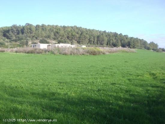 FINCA RÚSTICA CON PROYECTO PARA VIVIENDA EN ALGAIDA - BALEARES