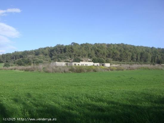 FINCA RÚSTICA CON PROYECTO PARA VIVIENDA EN ALGAIDA - BALEARES