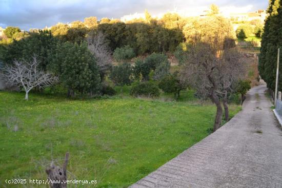 Solar urbanizable en Campanet - BALEARES