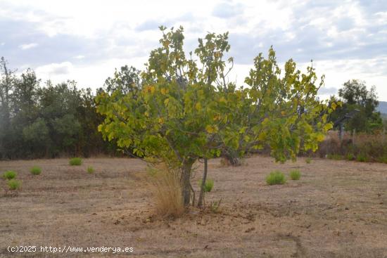 Finca en Campanet - BALEARES