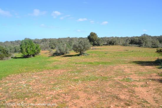 Impresionante finca - BALEARES