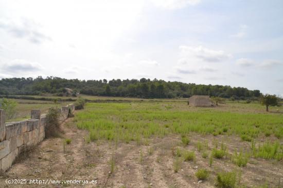 Finca rústica Sineu - BALEARES