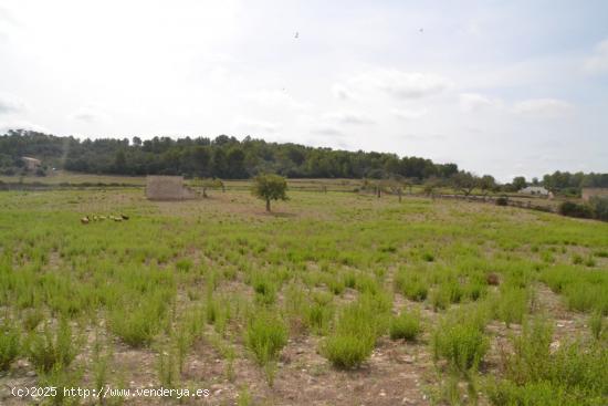 Finca rústica Sineu - BALEARES