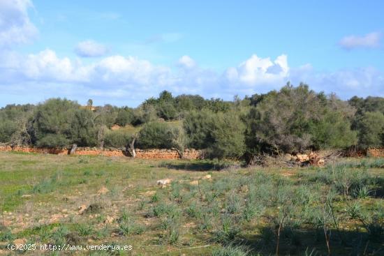 Finca rústica Manacor - BALEARES