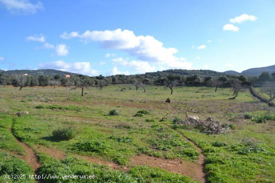 Finca rústica en Manacor - BALEARES