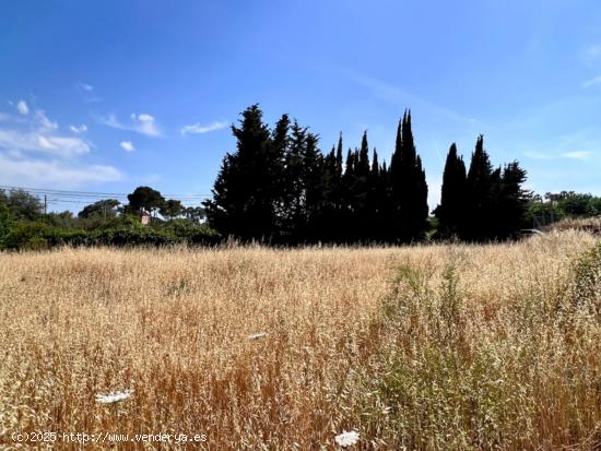  Finca rústica Muro - BALEARES 