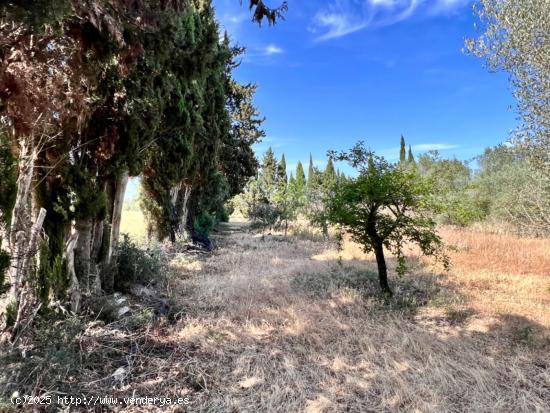 Finca rústica Muro - BALEARES