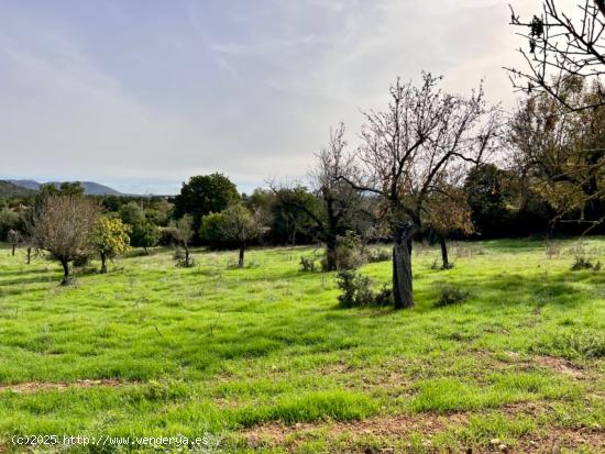 Finca rústica Campanet - BALEARES