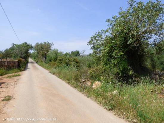 LLUCMAJOR. Terreno rústico plano y delimitado. - BALEARES