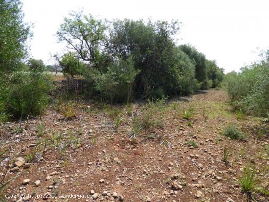 LLUCMAJOR. Terreno rústico plano y delimitado. - BALEARES