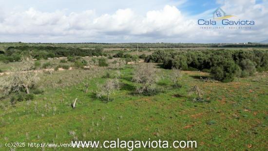 Gran terreno en Cas Perets - BALEARES