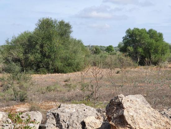 Terreno rústico en zona muy tranquila - BALEARES