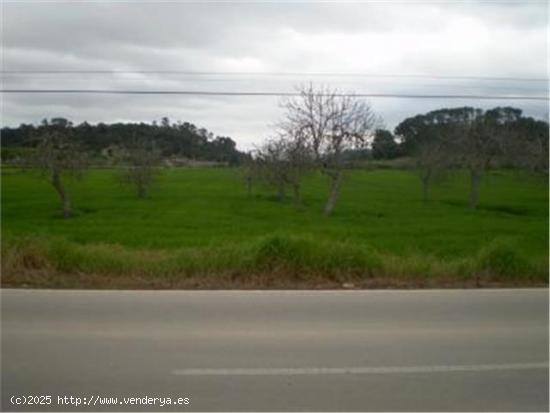 TERRENO RÚSTICO EN VENTA EN SINEU. - BALEARES