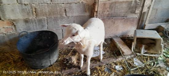 Chalet con 7 anegadas rodeado de naturaliza situado en Gandia zona Marxuquera - VALENCIA