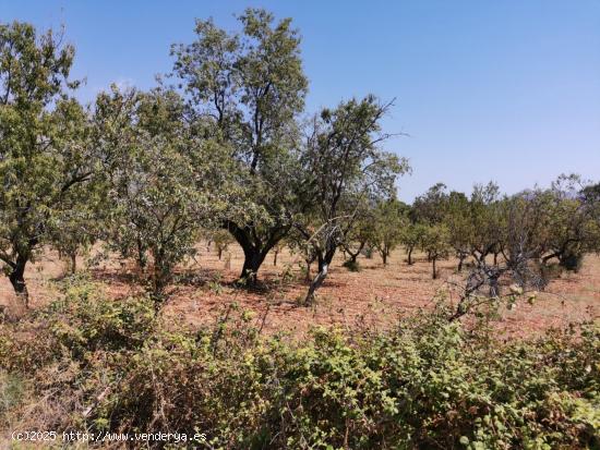 PARCELA RUSTICA EN ORBA - ALICANTE