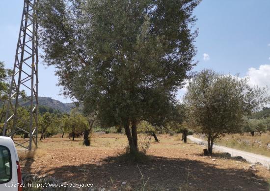 PARCELA RUSTICA EN ORBA MUY CERCA DEL PUEBLO - ALICANTE