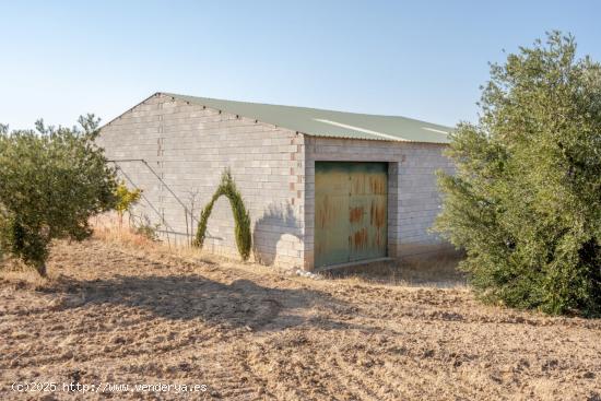 DOS FINCAS DE OLIVOS EN ESCUZAR - GRANADA