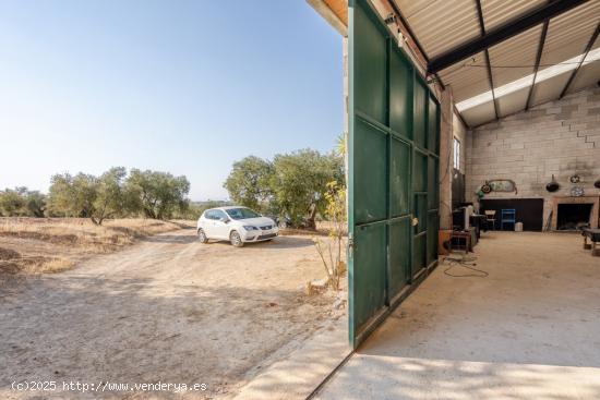 DOS FINCAS DE OLIVOS EN ESCUZAR - GRANADA