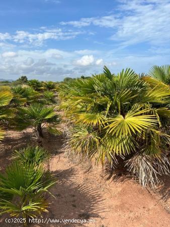 TERRENO RUSTICO CERCA DEL PUBLO Y DE LA PLAYA DE PUZOL - VALENCIA