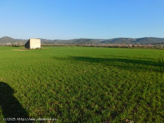 FINCA CON GRANJAS PORCINAS EN TERMINO DE GODALL - TARRAGONA