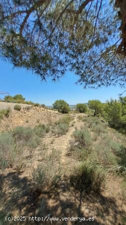 PARCELA RODEADA DE PINOS - MURCIA