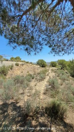 PARCELA RODEADA DE PINOS - MURCIA