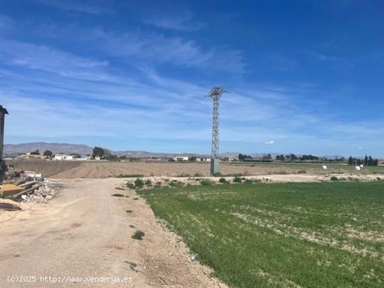  tierra rustica en dolores - ALICANTE 