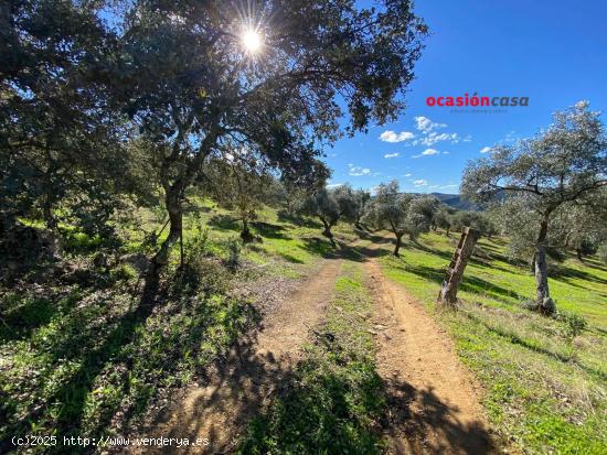 MAGNIFICA FINCA CON VIVIENDA A LA VENTA - CORDOBA