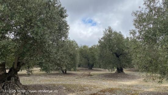  Finca de olivar tradicional con muy buen acceso - CORDOBA 