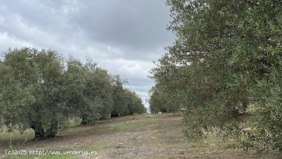 Finca de olivar tradicional con muy buen acceso - CORDOBA