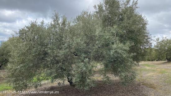 Finca de olivar tradicional con muy buen acceso - CORDOBA