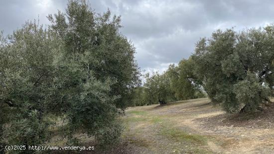 Finca de olivar tradicional con muy buen acceso - CORDOBA