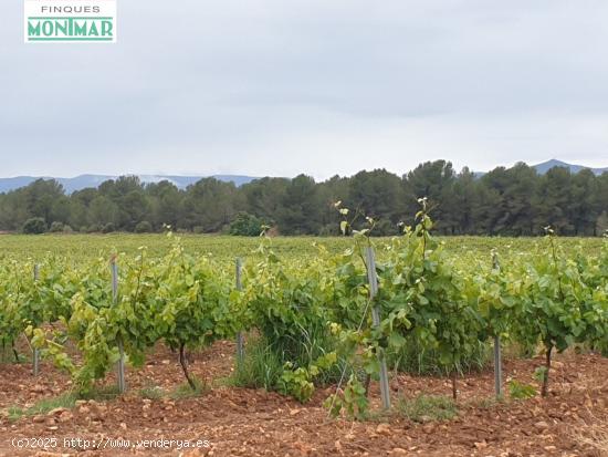 Finca Rústica en el Pla de Santa María de 37,5 Ha. con Masía - TARRAGONA