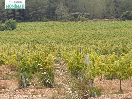 Finca Rústica en el Pla de Santa María de 37,5 Ha. con Masía - TARRAGONA